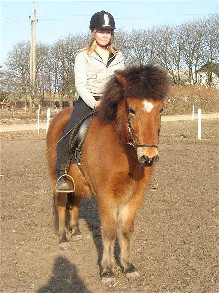 Islænder Kjarval fra Ryttergården2 billede 9