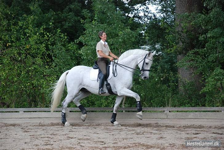 Holstener Linetto billede 1