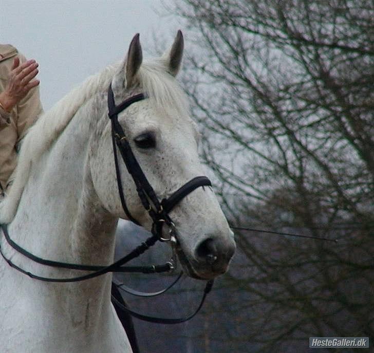 Holstener Linetto billede 5