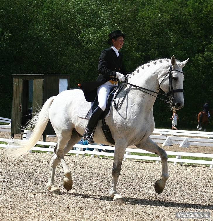 Holstener Linetto billede 6