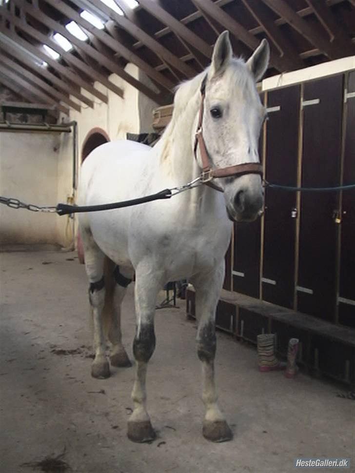 Holstener Linetto billede 13