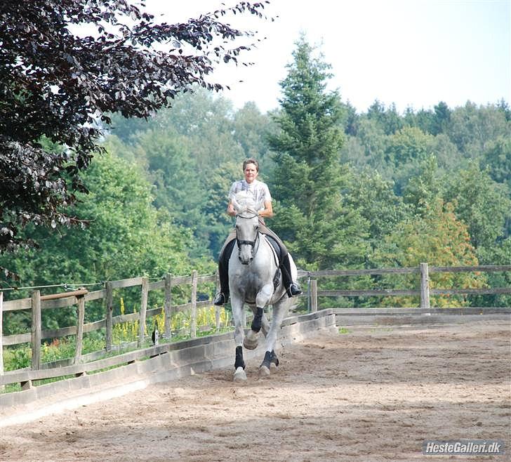 Holstener Linetto billede 14