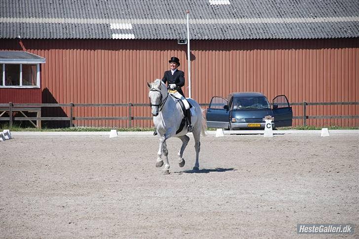 Holstener Linetto billede 16