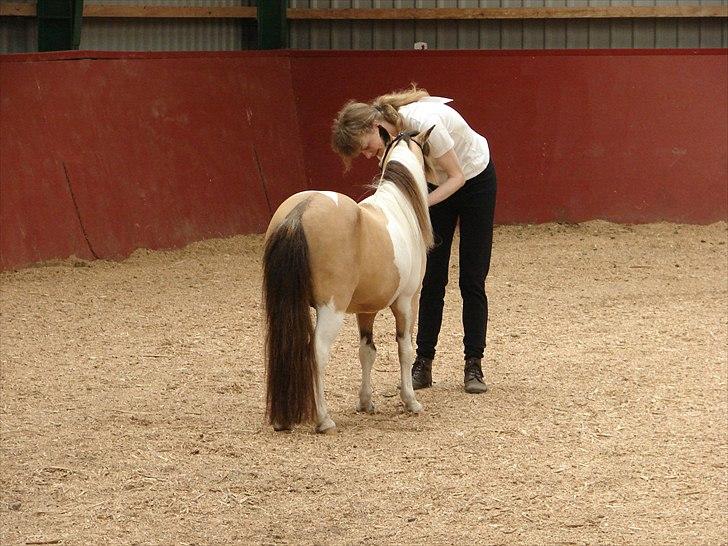 Amerikansk Miniature Ultra Beau Jangles - Når enden er god er alting godt :-) Beau til kåring 2010 billede 19