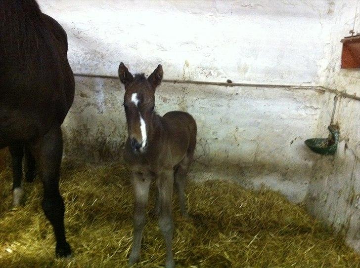 Fuldblod (XX) Ma Dame - Mini Ma Dame.. Født 21/03 billede 6