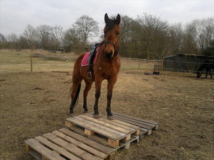 Anden særlig race Star - Star leger cirkushest d. 21-3-11 billede 20