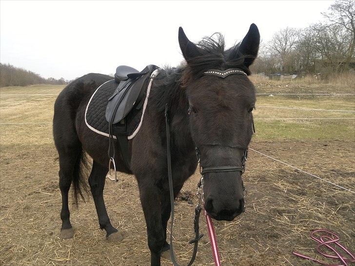 Anden særlig race Uzuri - 21-3-11 Første gang hun bliver redet bidløs :po billede 19