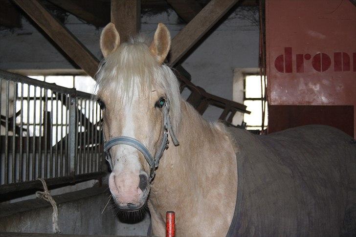 Anden særlig race *solgt* Ice billede 5