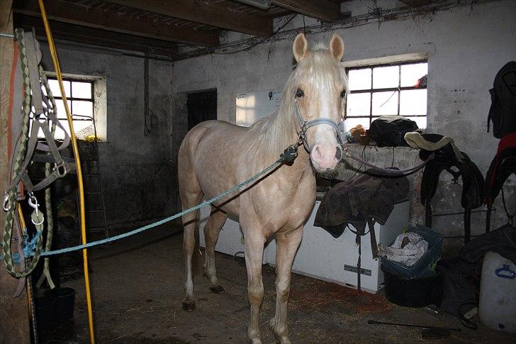 Anden særlig race *solgt* Ice billede 6