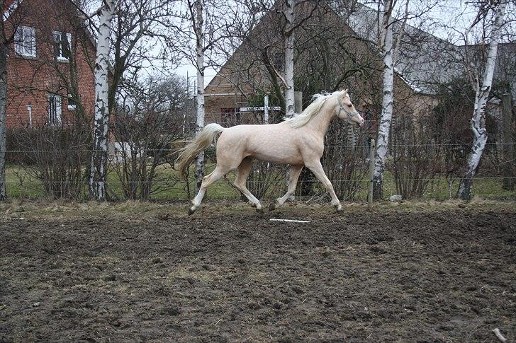 Anden særlig race *solgt* Ice billede 7