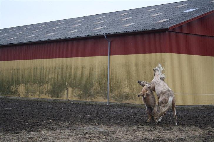 Anden særlig race *solgt* Ice billede 8