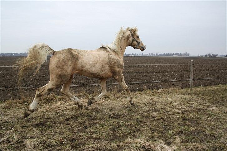 Anden særlig race *solgt* Ice billede 12