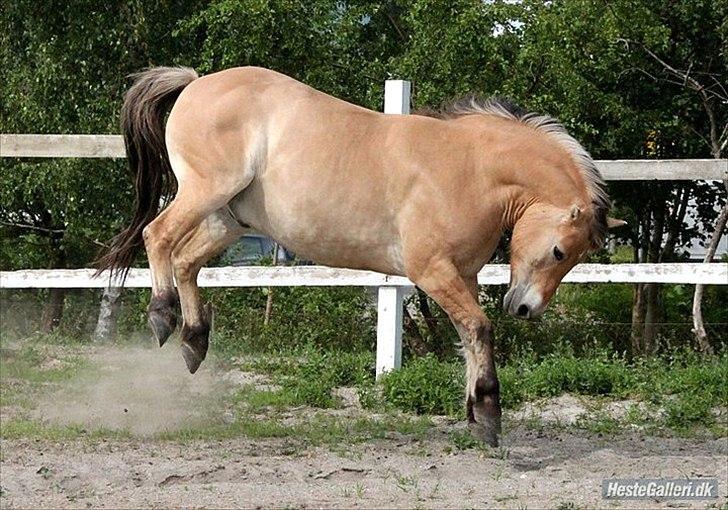 Anden særlig race Tyson billede 1