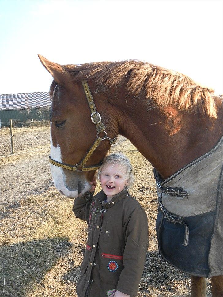 Gelderland Gelle R.I.P - Lærke ser mors nye hest for første gang og synes han er alt for lækker billede 1