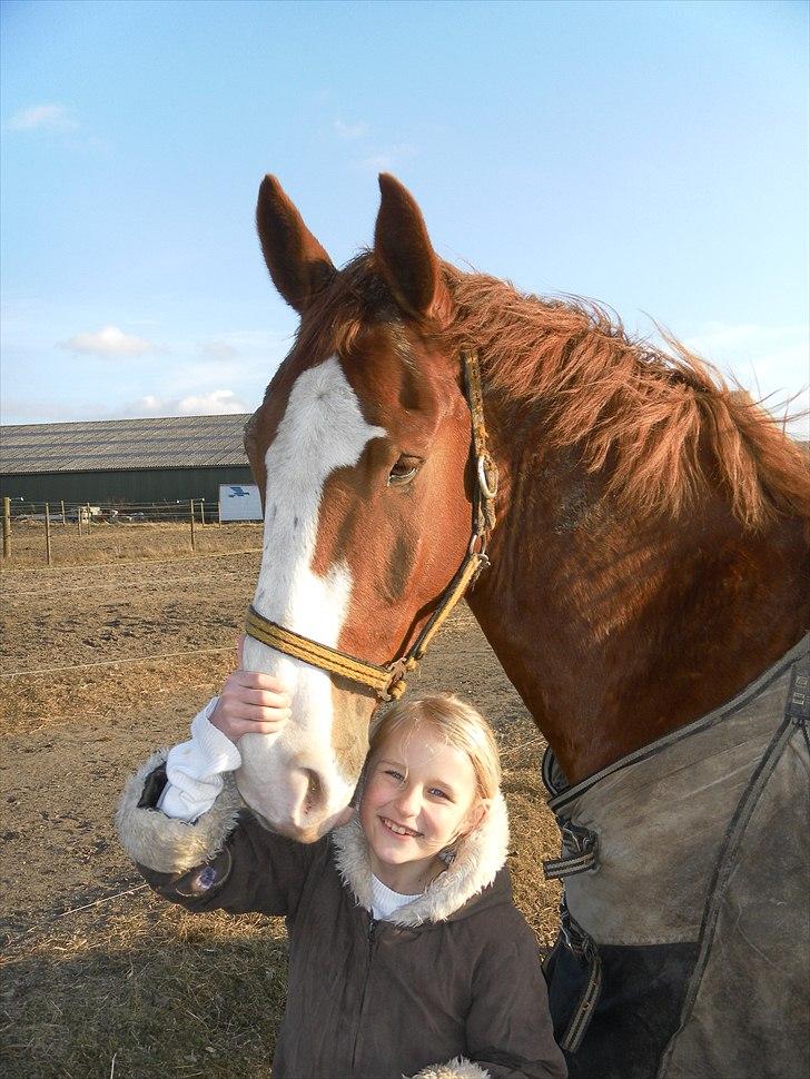 Gelderland Gelle R.I.P - Emma synes mors nye hest er helt fantastisk billede 2