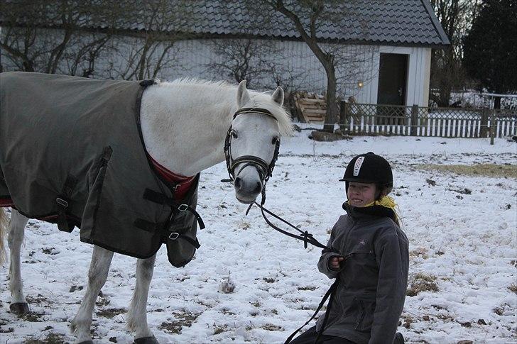 Welsh Pony (sec B) Milton - Fy føj - hun vil kysse! billede 6