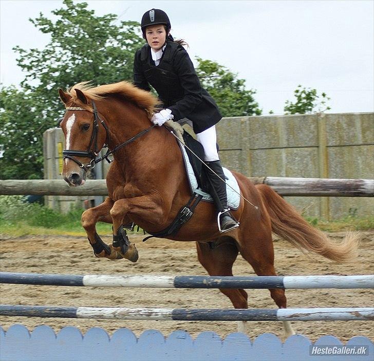 Anden særlig race Salsa billede 13