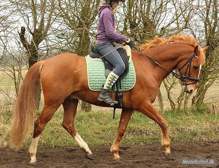 Anden særlig race Salsa billede 14