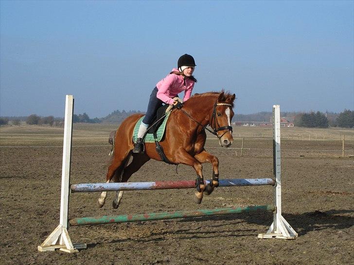 Anden særlig race Salsa billede 15