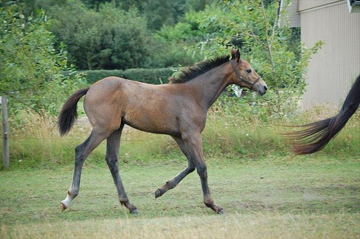 Dansk Varmblod Chidana billede 5