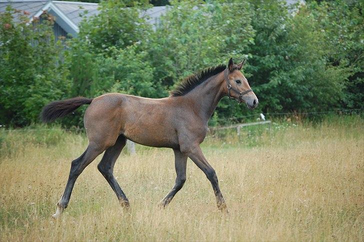 Dansk Varmblod Chidana billede 6