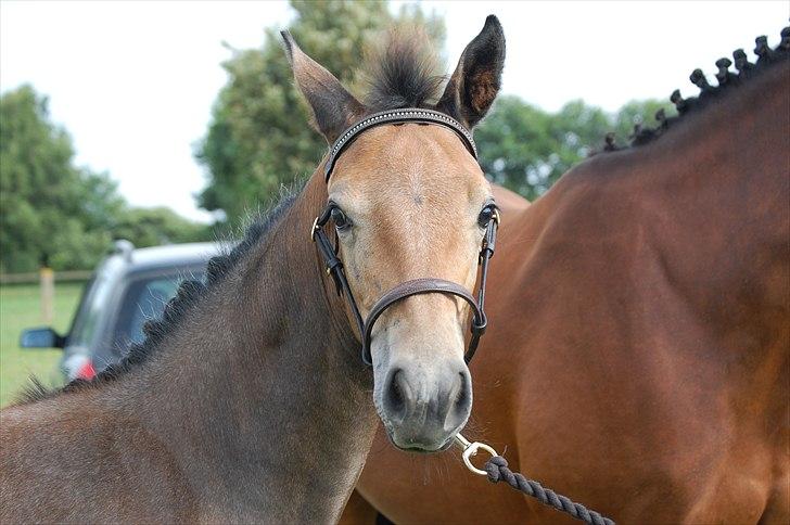 Dansk Varmblod Chidana billede 7