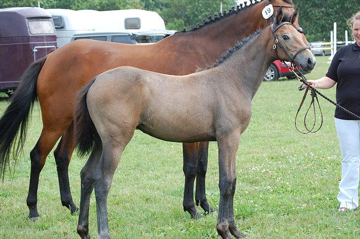 Dansk Varmblod Chidana billede 8