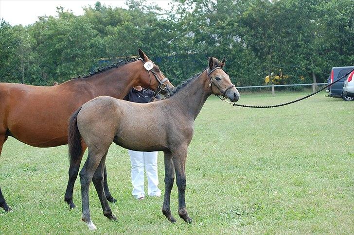 Dansk Varmblod Chidana billede 9