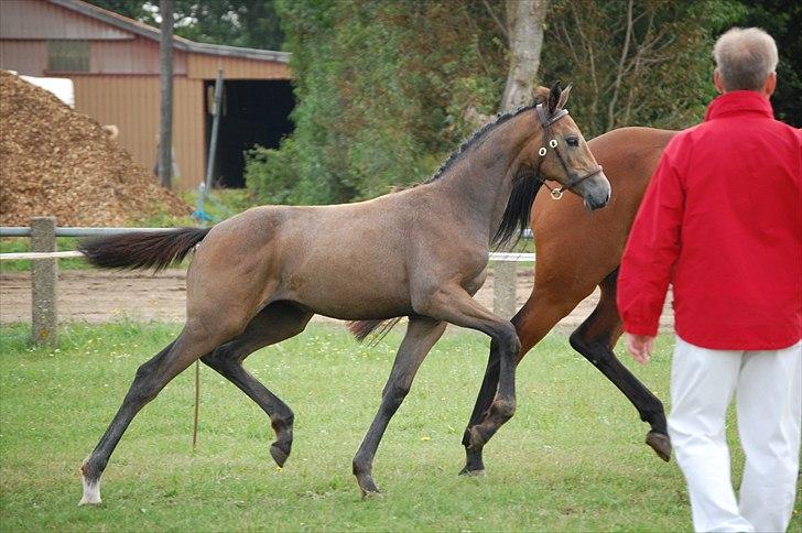 Dansk Varmblod Chidana billede 10