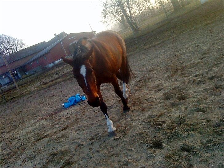 Dansk Varmblod >>Ziarra<< MyLife billede 16