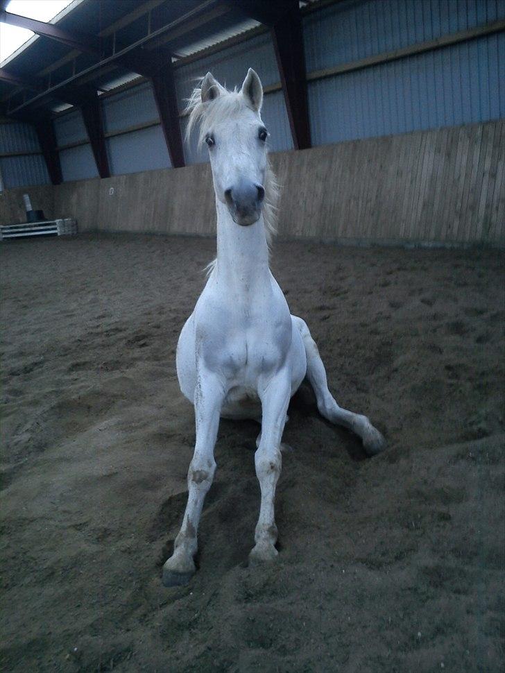 Sportsaraber (A) Kingston *Mindreng* - Velkommen til min profil :-) billede 1