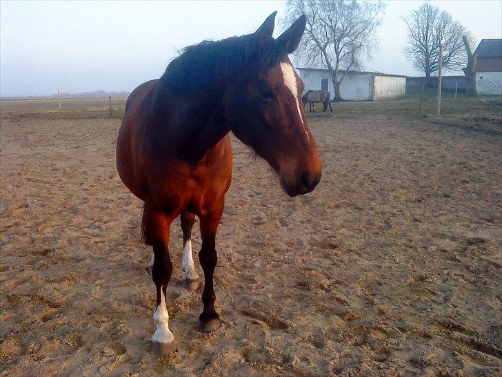 Dansk Varmblod >>Ziarra<< MyLife billede 17