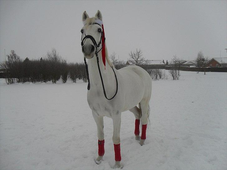 Sportsaraber (A) Kingston *Mindreng* - Kingston ude i sneen , juleaften 2010  billede 7