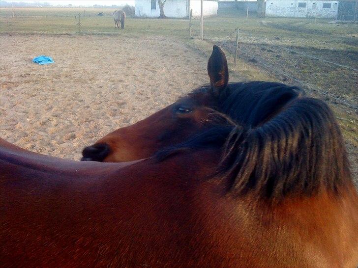 Dansk Varmblod >>Ziarra<< MyLife billede 18