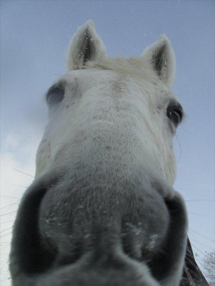 Sportsaraber (A) Kingston *Mindreng* - Kingston på fold - december 2010 billede 8