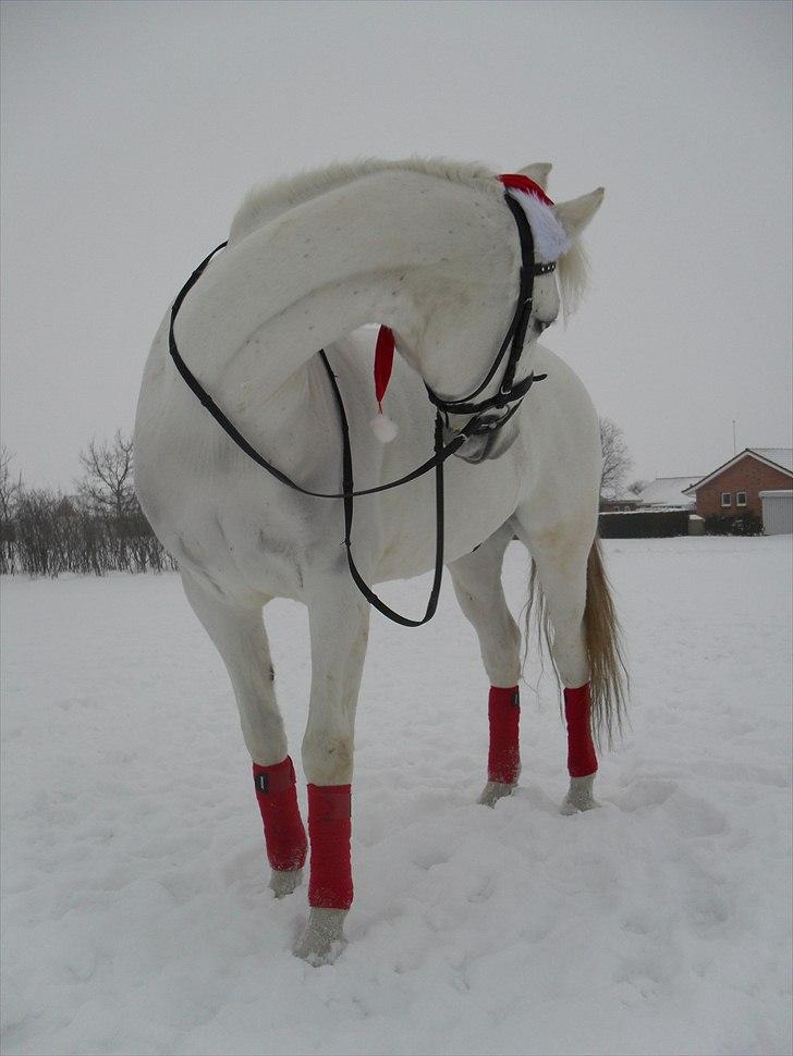 Sportsaraber (A) Kingston *Mindreng* - Kingston ude i sneen , juleaften 2010   ( Elsker dette billede! ) billede 10