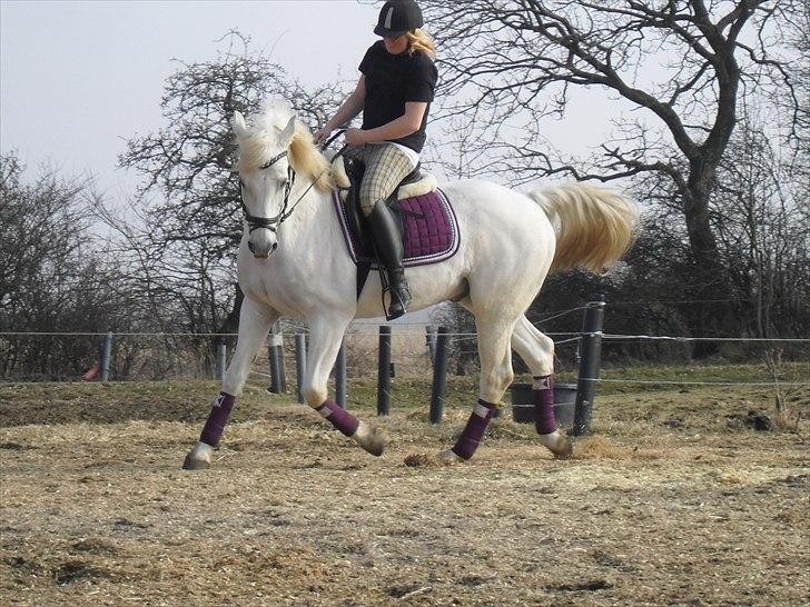 Sportsaraber (A) Kingston *Mindreng* - Dressur d. 21 marts 2011 - Fotograf Tessa Jensen :D billede 12