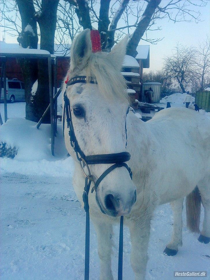 Anden særlig race snowball - snowy leger med sne med sin nisse hue på :D billede 10
