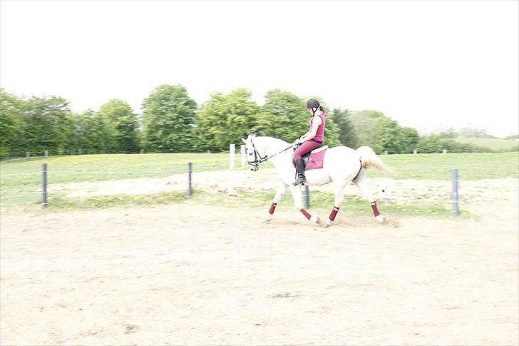 Sportsaraber (A) Kingston *Mindreng* - *NYT*  Dressur d. 10 maj 2011  billede 14