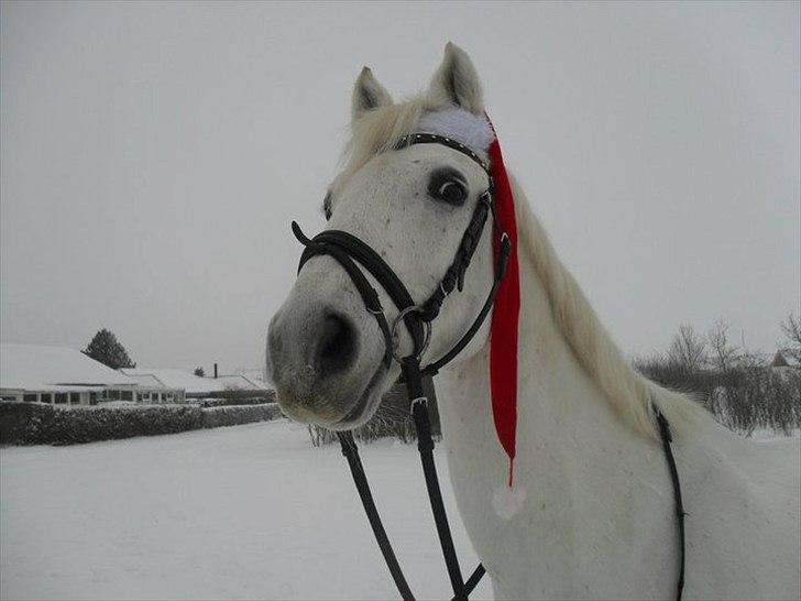 Sportsaraber (A) Kingston *Mindreng* - Kingston ude i sneen , juleaften 2010 ;) billede 17