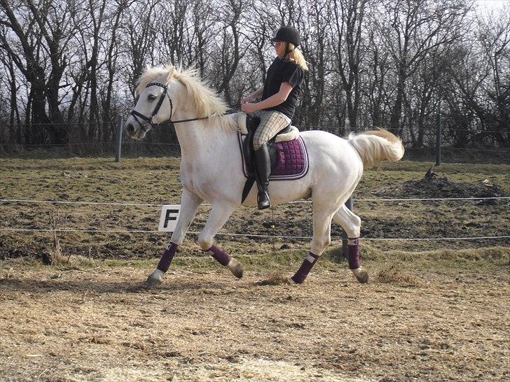 Sportsaraber (A) Kingston *Mindreng* - Dressur d. 21 marts 2011 - Fotograf Tessa Jensen :D billede 18