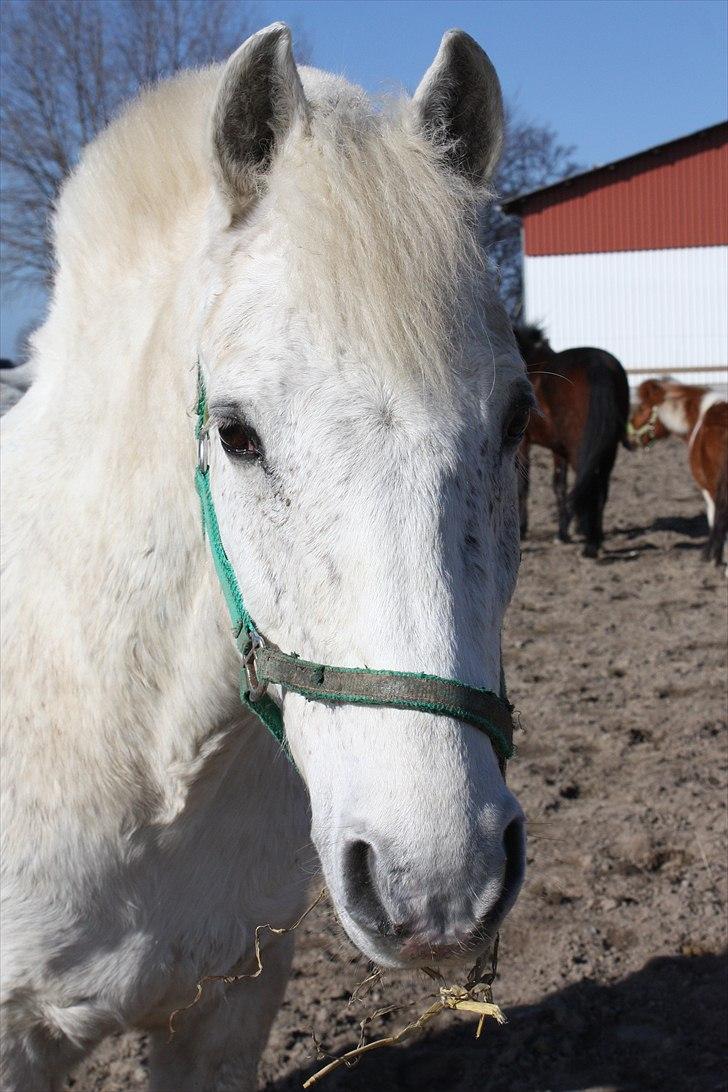 Anden særlig race snowball - snebold på fold 2011 billede 11