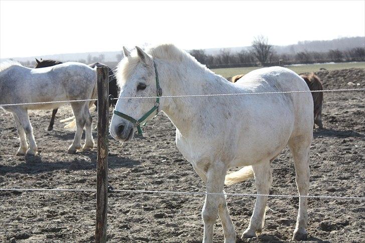 Anden særlig race snowball - hvad har han mån fået øje på ?! billede 12
