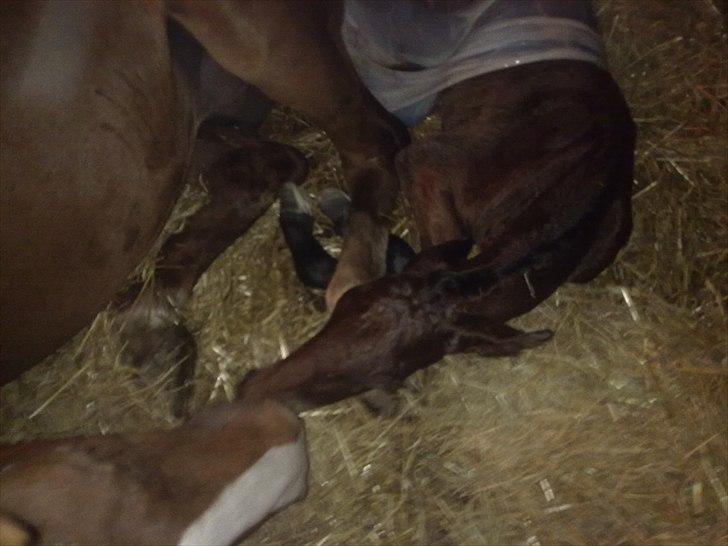 Oldenborg Stald Amour´s Jacuzzi - første mule kontakt billede 2