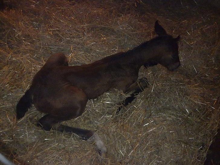 Oldenborg Stald Amour´s Jacuzzi - Det var en ommer.. de stylter er altså ikk nemme billede 3