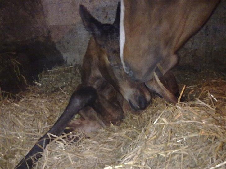 Oldenborg Stald Amour´s Jacuzzi - Mor  jeg har det hårdt.. billede 4