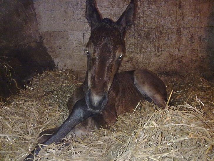Oldenborg Stald Amour´s Jacuzzi - Så det nu.. op igen billede 5