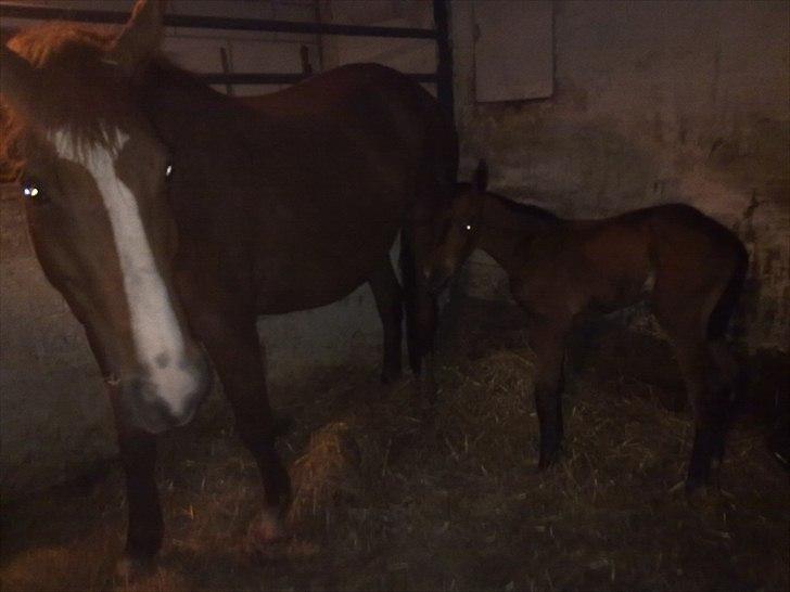 Oldenborg Stald Amour´s Jacuzzi - 2,5 time gammel billede 6