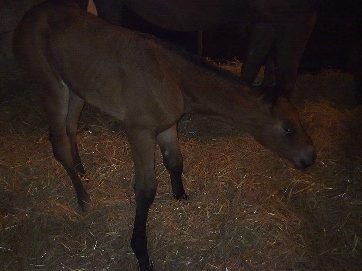 Oldenborg Stald Amour´s Jacuzzi - uhh jeg kan stå.. weeehu.. 1 ben check, 2 ben check, 3ben check, 4 ben...cheeeck yep billede 7