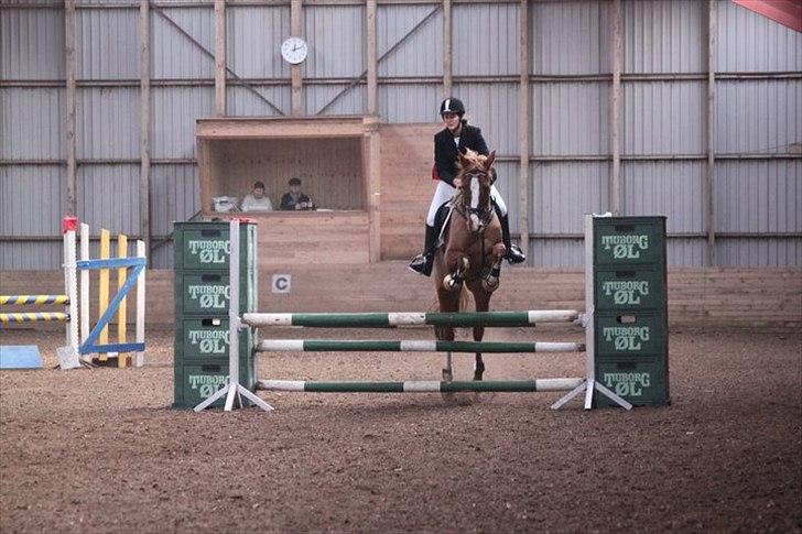 Dansk Varmblod Lindegaardens maybelline - NYT! 80 cm i VNKR, 1. pl. efter laaaaaaang stævne pause. billede 20